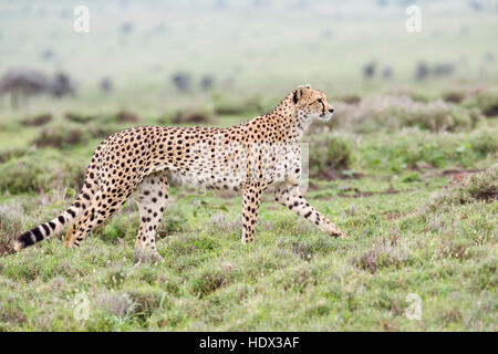 Un ghepardo femmina adulta passeggiate attraverso prati aperti, cercando di caccia, Lewa Conservancy, Kenya Africa Foto Stock