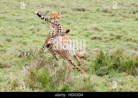 Due cuccioli di ghepardo che inseguono in un terreno erboso aperto, uno saltando sulle altre, Lewa Conservancy, Kenya Africa Foto Stock