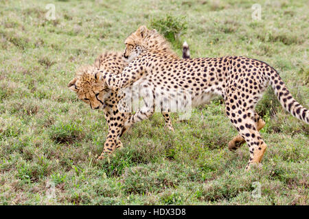 Due Cheetah cubs giocare combattimenti nella prateria aperta sia sui loro piedi uno spingendo le altre, Lewa Conservancy, Kenya Africa Foto Stock