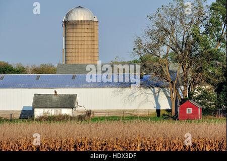 Un metallo ondulato fienile si siede tra più di età compresa tra le strutture agricole nel mezzo di una matura mais pronto per il raccolto. Illinois, Stati Uniti d'America. Foto Stock