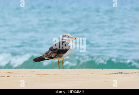 Immaturo Gabbiano pacifico (Larus pacificus) sulla spiaggia, Seaspray, Victoria, VIC, Australia Foto Stock