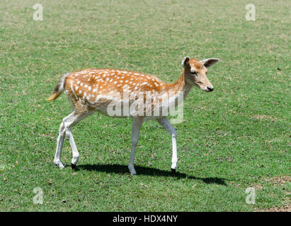 Unione Daini (Dama Dama) Foto Stock