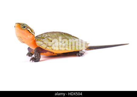 Big-headed turtle, Platysternon megacephalum Foto Stock