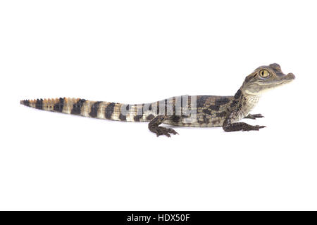 Caimano dagli occhiali (Caiman crocodilus) Foto Stock