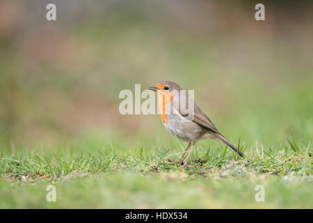 Pettirosso / Rotkehlchen ( Erithacus rubecula ) seduto a terra, cantare la sua canzone, vista laterale, tipico giardino uccello in Europa. Foto Stock
