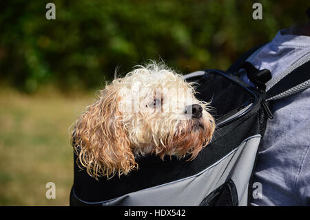 Cane di essere trasportati in uno zaino Foto Stock