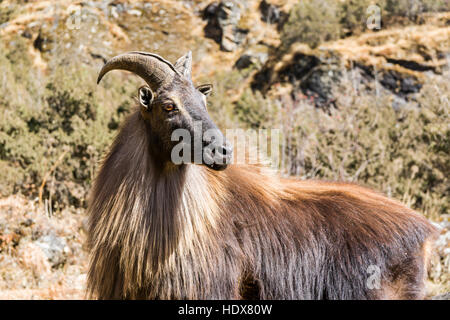 Un thar (hemitragus jemlahicus), un grande montain capra è in piedi sul pendio di una collina Foto Stock