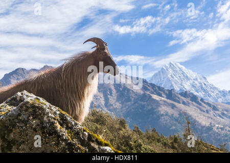 Un thar (hemitragus jemlahicus), un grande montain capra è in piedi sul pendio di una collina, montagne coperte di neve in lontananza Foto Stock