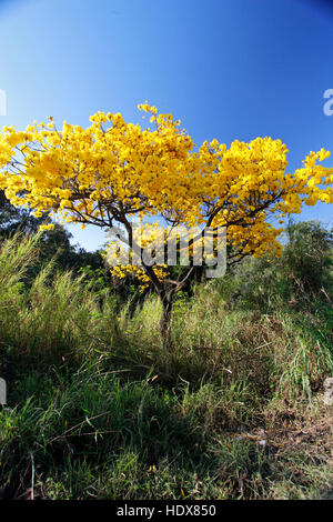 Giallo fiorito ipe albero nella foresta con cielo blu Foto Stock