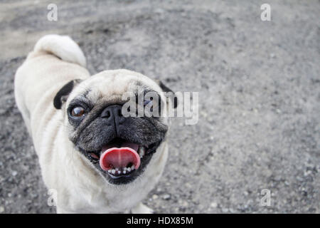 Pug cane in ambiente esterno, in posa per la fotocamera Foto Stock