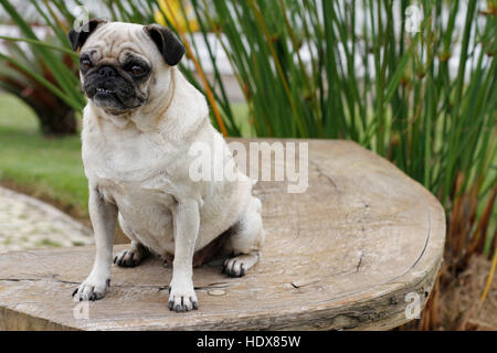 Pug cane in ambiente esterno, seduti, pensando seriamente di vita Foto Stock