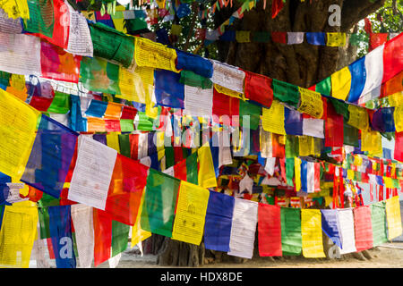 Molti colorati bandiere di preghiera sono avvolti attorno al bodhi tree accanto al Tempio di Mayadevi, il luogo di nascita di Siddharta Gautama, presente il buddha Foto Stock