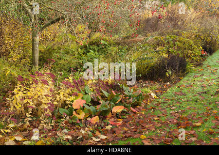 Autunno a Goltho Giardini in Lincolnshire, Regno Unito. Un 4.5 acri di giardino con l'anno di interesse. Parte del Lincolnshire Gardens regime. Foto Stock