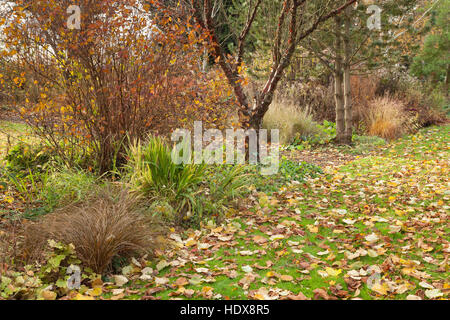 Autunno a Goltho Giardini in Lincolnshire, Regno Unito. Un 4.5 acri di giardino con l'anno di interesse. Parte del Lincolnshire Gardens regime. Foto Stock