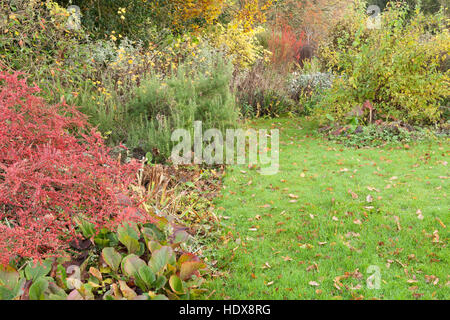 Autunno a Goltho Giardini in Lincolnshire, Regno Unito. Un 4.5 acri di giardino con l'anno di interesse. Parte del Lincolnshire Gardens regime. Foto Stock