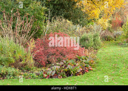 Autunno a Goltho Giardini in Lincolnshire, Regno Unito. Un 4.5 acri di giardino con l'anno di interesse. Parte del Lincolnshire Gardens regime. Foto Stock