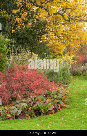 Autunno a Goltho Giardini in Lincolnshire, Regno Unito. Un 4.5 acri di giardino con l'anno di interesse. Parte del Lincolnshire Gardens regime. Foto Stock