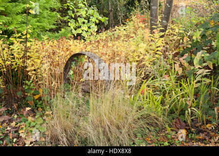 Autunno a Goltho Giardini in Lincolnshire, Regno Unito. Un 4.5 acri di giardino con l'anno di interesse. Parte del Lincolnshire Gardens regime. Foto Stock