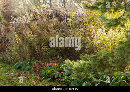 Autunno a Goltho Giardini in Lincolnshire, Regno Unito. Un 4.5 acri di giardino con l'anno di interesse. Parte del Lincolnshire Gardens regime. Foto Stock