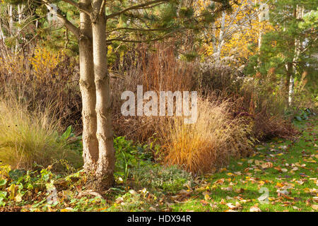 Autunno a Goltho Giardini in Lincolnshire, Regno Unito. Un 4.5 acri di giardino con l'anno di interesse. Parte del Lincolnshire Gardens regime. Foto Stock