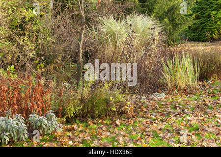 Autunno a Goltho Giardini in Lincolnshire, Regno Unito. Un 4.5 acri di giardino con l'anno di interesse. Parte del Lincolnshire Gardens regime. Foto Stock