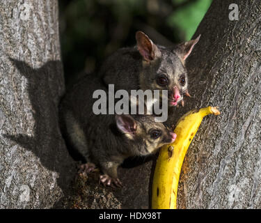 Common Brushtail Possum (Trichosurus volpetta) adulto, su albero di notte, Adelaide, South Australia, Australia Foto Stock