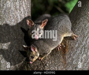 Common Brushtail Possum (Trichosurus volpetta) adulto, su albero di notte, Adelaide, South Australia, Australia Foto Stock