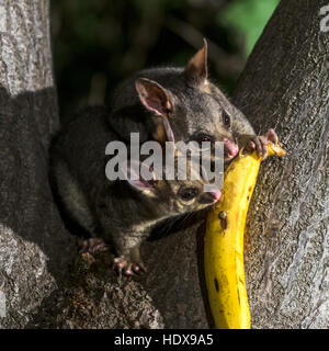 Common Brushtail Possum (Trichosurus volpetta) adulto, su albero di notte, Adelaide, South Australia, Australia Foto Stock