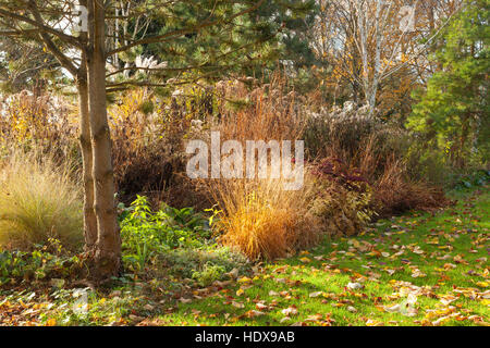 Autunno a Goltho Giardini in Lincolnshire, Regno Unito. Un 4.5 acri di giardino con l'anno di interesse. Parte del Lincolnshire Gardens regime. Foto Stock