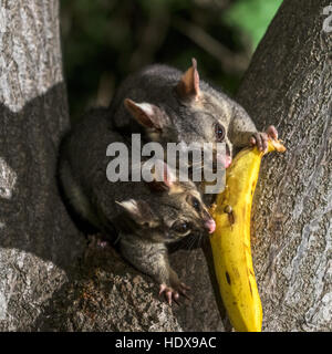 Common Brushtail Possum (Trichosurus volpetta) adulto, su albero di notte, Adelaide, South Australia, Australia Foto Stock