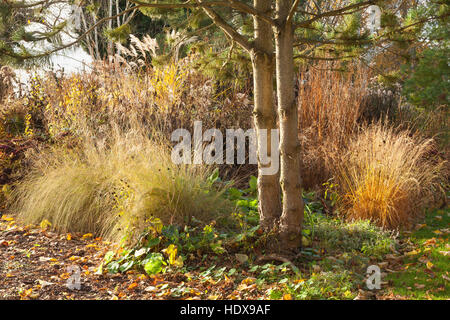 Autunno a Goltho Giardini in Lincolnshire, Regno Unito. Un 4.5 acri di giardino con l'anno di interesse. Parte del Lincolnshire Gardens regime. Foto Stock