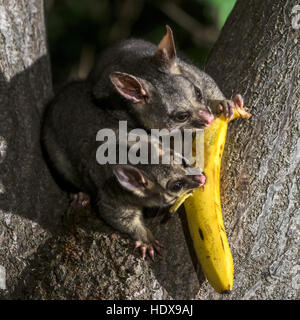 Common Brushtail Possum (Trichosurus volpetta) adulto, su albero di notte, Adelaide, South Australia, Australia Foto Stock