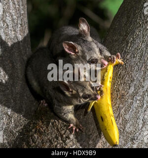 Common Brushtail Possum (Trichosurus volpetta) adulto, su albero di notte, Adelaide, South Australia, Australia Foto Stock