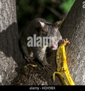 Common Brushtail Possum (Trichosurus volpetta) adulto, su albero di notte, Adelaide, South Australia, Australia Foto Stock