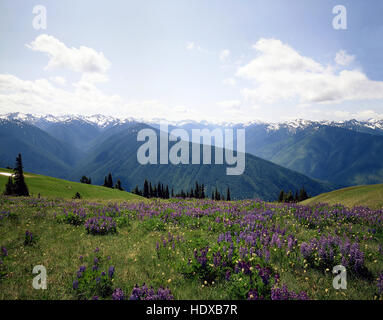 Hurricane Ridge nel Parco Nazionale di Olympic Foto Stock