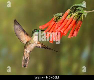 Fawn-breasted brillante ( Heliodoxa rubinoides) in volo, vista anteriore Foto Stock