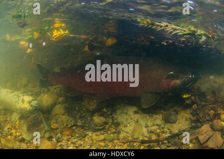 Salmone Coho nasconde nella botton di Stoney Creek fiume. Foto Stock