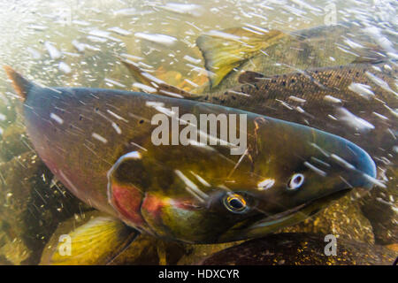 Immagine subacquea di un salmone Coho prese durante il 2016 stagione riproduttiva in Stoney Creek. Foto Stock