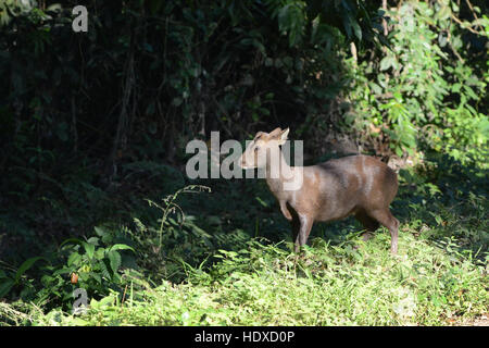 Un indiano il Porco cervo nel Parco nazionale di Kaziranga in Assam, India. Foto Stock