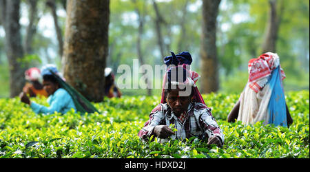 Assamese donne raccolta di foglie di tè in una piantagione di tè in Assam orientale. Foto Stock