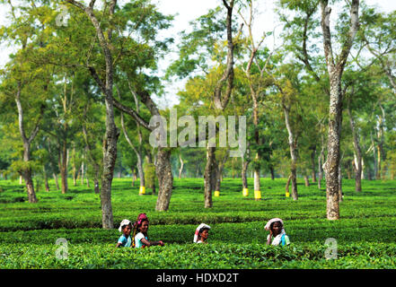 Assamese donne raccolta di foglie di tè in una piantagione di tè in Assam orientale. Foto Stock