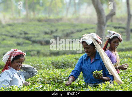 Assamese donne raccolta di foglie di tè in una piantagione di tè in Assam orientale. Foto Stock