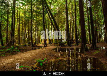 Pacific Spirit Park, Vancouver. BC Foto Stock