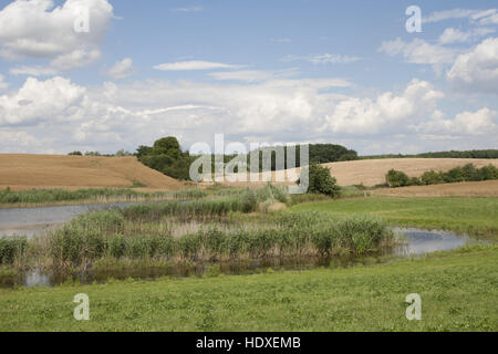 Stagno in campo paesaggio, conow, feldberger seenlandschaft, Mecklenburgische Seenplatte district, mecklenburg-vorpommern, Germania Foto Stock