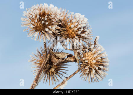 Smerigliato pesantemente semi di bardana capi sulle rive del Fiume Tyne Sud, Northumberland, Inghilterra Foto Stock