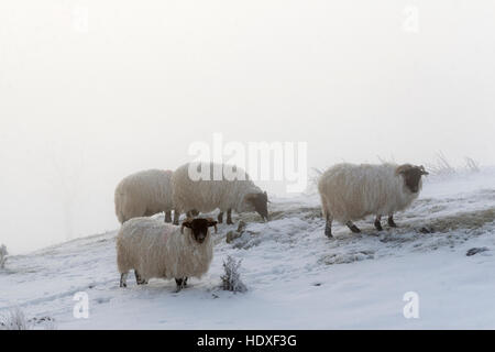 Pecore in un paesaggio invernale di congelamento nebbia, neve e ghiaccio sulle balze Walltown, il vallo di Adriano, Northumberland Foto Stock