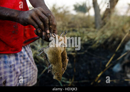 I ragazzi di caccia topi bush, durante un incendio, una fonte di proteine nel nord del Ghana, Foto Stock