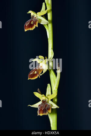 Inizio Spider Orchid - Ophrys sphegodes tre fiori su un arpione contro uno sfondo scuro Foto Stock