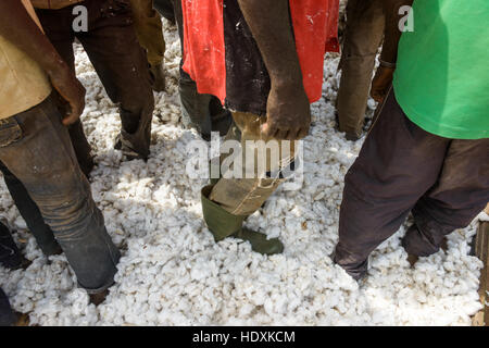 Il lavoro nei campi di cotone della Costa d'Avorio, (Costa d Avorio) Foto Stock