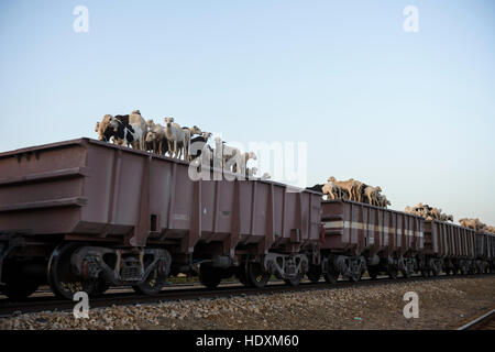 Il treno più lungo al mondo in esecuzione da Zerouat a Nouadibhu, Mauritania, Foto Stock